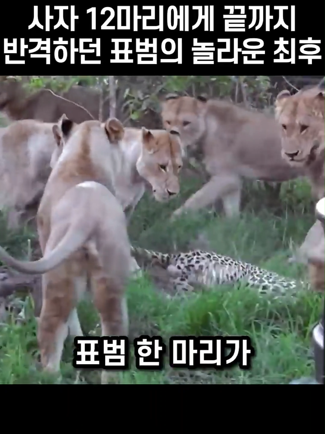 사자 12마리에게 끝까지 반격하던 표범의 놀라운 최후 #animals #fyp