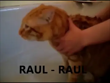 #raul #gato #viral #viralvideo