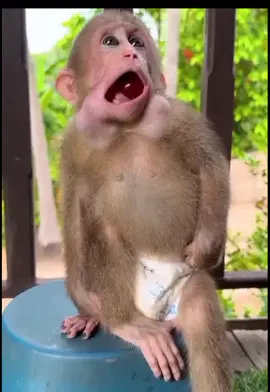 funny baby monkey#foryou #tik_tok_nepal🇳🇵 #foryoupage