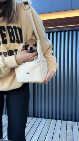 Taking my unvaccinated dog out for a walk ☕️  #puppy #dogcarrier #dogbag #doggybag #chihuahua #chihuahuapuppy #smalldog 