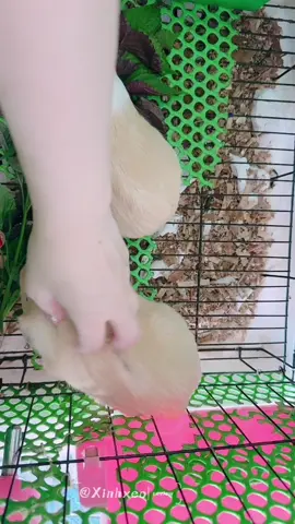Cỏ Nén Nâu cho Bọ u  #chuotlang #guineapig #thucanchohamster #cotimothy #pet #thucung 