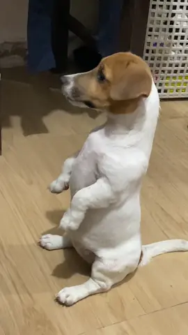 Bakit ang cute 🥹🥹🥹 #dogloversph #jackrussell #PetsOfTikTok #fyp 