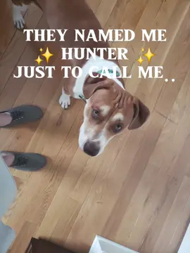 #thatsnotmyname #name #poochie #dogsoftiktok #dogmom #doglife #dogpack 