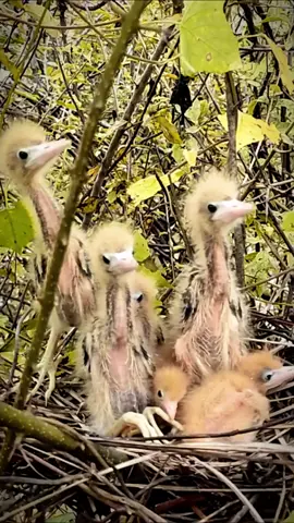 The baby birds waits for its mother to return #birds #bird #wildlife #babybirds #animals #birdsoftiktok #wildanimals #nature #🦜 #foryou #poorbirds #fledgling #oiseau #poor #paris #forest 