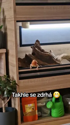 výletník😄#teraristika #zvire #mazlicek #agamavousata #agama ##funny #funnyvideos 