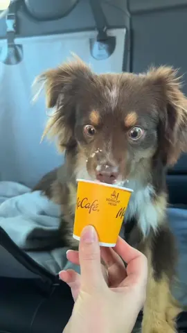 I‘m not quite sure but I think he liked it 😅 #miniaussie #dog #cute #puppy #miniaustralianshepherd #aussie #australianshepherd  #aussielovers #aussiepuppy #showmeyourauss #dogmom #m #furbaby #doginfluencer #furmom  #redtri  #dogoftheday #goodboy #thebestboy  #redtriaussie #redtriaustralianshepherd #doglove #souldog