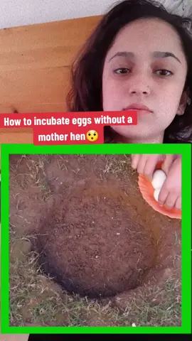 Incubate eggs without hen😱😱😱😱😱😱#fyp #followme #viralvideo #growmyaccount 