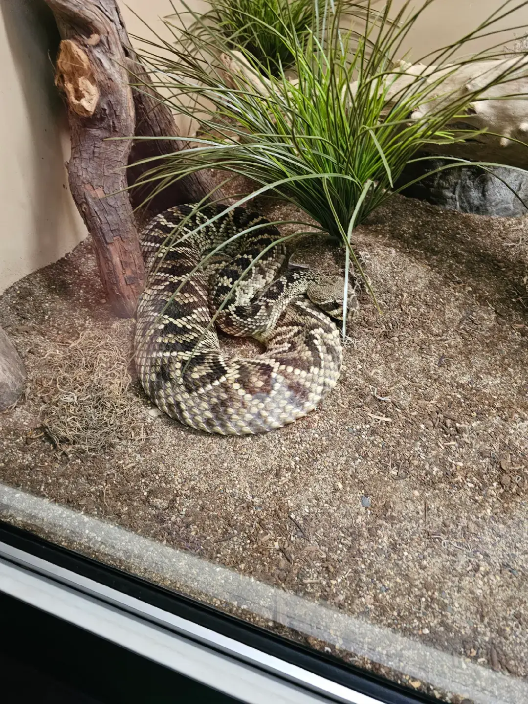 Iowa state fair snakes alive #snake #snakes 