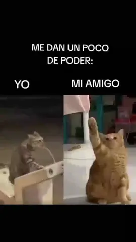 #cat #catmeme #meme #amigo #paratiiiiiiiiiiiiiiiiiiiiiiiiiiiiiii #fyp #viral @samir45.3 