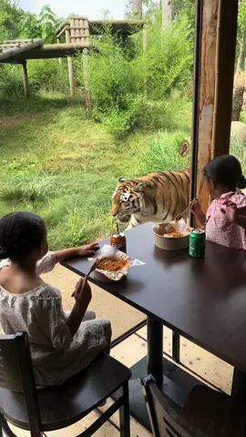 The girls highlight was dining at Hertfordshire Zoo (formerly Paradise Wildlife Park) Bamboo Kitchen where they enjoyed Chinese food with a view of a tiger strolling by 🥰 🐅  #heartfordshirezoo @Hertfordshire Zoo 