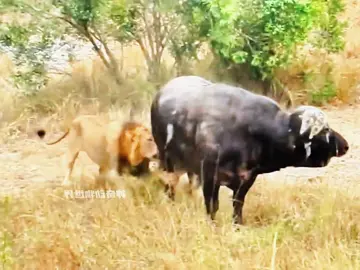 The lone buffalo was surrounded, but the outcome was completely unexpected. #wildanimals #animals #foryou 
