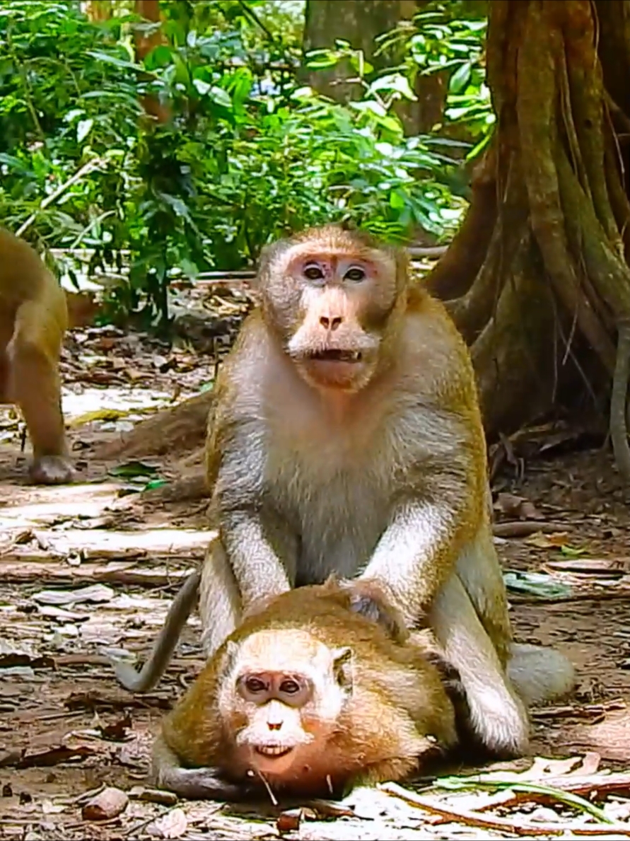 Oh No Sir You are so heavy 😢  #babymonkey #cuteanimals #monkeycute #funnyvideo #animals #monkey 