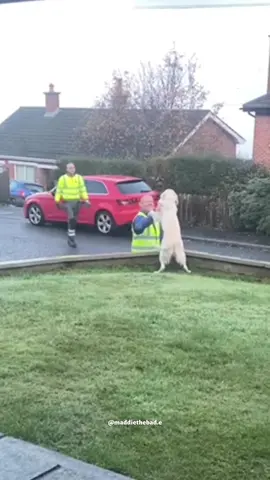 BIN DAY = BEST DAY 🥰♥️ . . #MaddieTheBaddie #Belfast #NorthernIreland #GoldenRetriever #DogsofTikTok #GoldenRetrieverPuppy #GoldenLife #PetsOfTikTok #PuppyLove #DogLovers #CuteDogs #DogVideos #FluffyDog