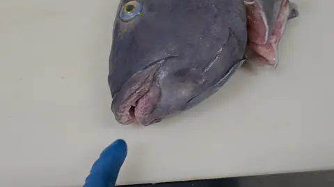#Westernbluegroper #bluegroper #fishmonger #realfishmongersofinsta #fillets #seafood #foryoupage #foryou #fyp 