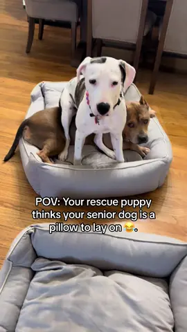 Chooch is a saint 😂  #foryou #eddienchooch #dogsoftiktok #doglovers #besties #foryoupage #viral #trending #lol #rescuedog #parati 
