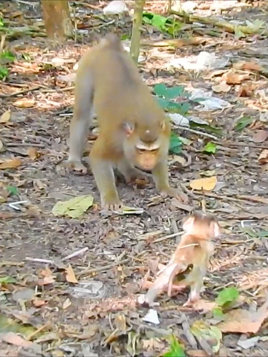 How she training her baby walking  #monkey #funnyvideo #monkeycute #cuteanimals #funny 