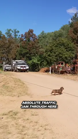 The Cape York trip NOBODY does, the Off Grid way! 🤩 Tune in this Thursday folks for one heck of an adventure! 🍻🌴 - #4x4 #offroading #overlanding #offgrid #outback #capeyork #queensland #adventure #explore #touring