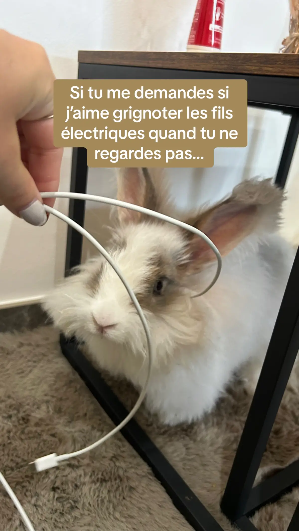 Quelques mots d’amour de Mimi ✨ #angoraanglais #lapin #rabbit #cable #lapinenliberté #animauxdecompagnie 