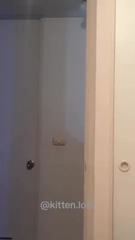 Cat😹#funnycat #funnypets #funnyanimals #catlover #catsoftiktok 
