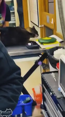 Screaming cat🤣🤣#cat #catsoftiktok #foryou #foryoupage #fypシ゚viral #fuunyvideo #fuuny 