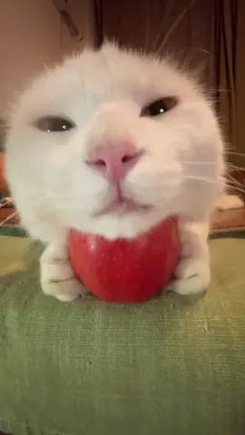 What a coincidence, apples are good for your brain! #cat#healing#sleeping#hypnotizing#goodnight 
