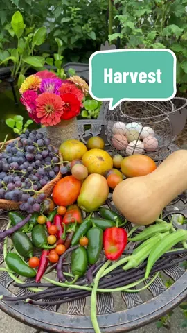 Summer garden harvest ft the concord grapes finally! 🍇  #gardentok #gardenharvest #harvesting #growyourownfood #backyardgarden #urbangarden #gardeninspiration 