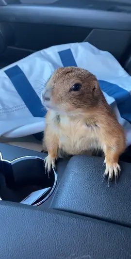 Went to the park bjt the grass was too wet. So off to the beach  #prairiedog #mood #cute #animalsoftiktok #animalsoftiktok #livingmybestlife #wildlife #animals #nature #wild #exotic #pets #motivation #viral #beach #ocean 