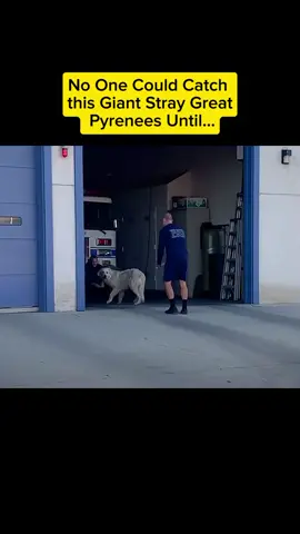 #animals #animalsoftiktok #animal #thedodosoulmates #thedodousaa #thedodo 
