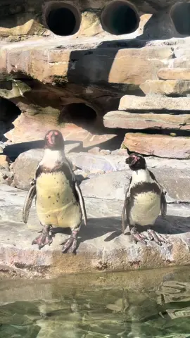 Tea is always being served at Penguin Point and it is piping HOT!  #akronzoo #penguins #drama #dramatiktok #soapopera #zoo #funnyanimals 