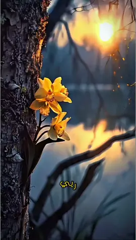 رب إني لما أنزلت إلي من خير فقير ٠٠ #يارب #دعاء#راحة_نفسية #لا_اله_الا_الله #اذكار #اللهم_صلي_على_نبينا_محمد #allah #islam #tektoklongs @Eman Sobhi @Eman Sobhi 