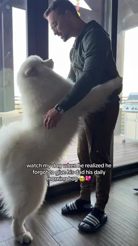The sweetest daily morning routine 🥹 #dog #samoyed #wholesome 