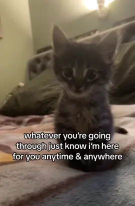 i care about you!! 💕💕 #cat #catmemes #Relationship #catsoftiktok #bf #gf #fyp 