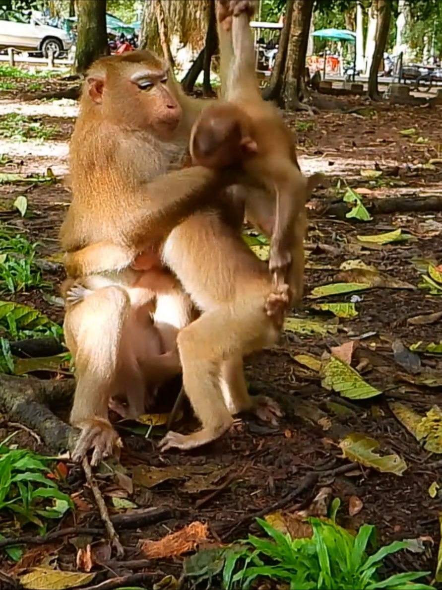 how genius monkey Luna dealing with 3 babies at same time  #funnyvideo #funnymonkey #babymonkey #funnyvideo #monkey #animalsbaby 