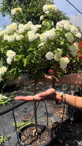 La Lantana o bandera de españa… ¿sabes por qué se le llama asi? Ademas de por su belleza tr la recomendamos por sus faciles cuidados: 1. Riego moderado y maceta bien drenada 2. Abonado 2 veces al año; en primavera y el verano 3. Necesitan mucha luz sola, ¡cuanta mas mejor! 4. Resiste muy bien el calor pero cuidado con las heladas. En inviernos frios habras de protegerla  #lantana #planta #plantita #decoracion #jardin #vida #hogar #Love #elbierzo #ponferrada #burgos #valladolid #madrid 