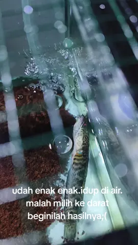 mana simet lagi;( #fyp #fypシ #chana #aurantimaculata #ikanmati 