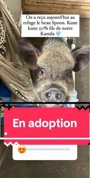 Disponible au refuge présentement !!  Le beau Spoon ♥️ * Spoon est un mâle croisé Kune Kune 50% de 2 ans. C’est le fils de notre Kamila nationale et de Jax.  C’est un adorable petit gremlin un peu plus grand étant donné son croisement, environ la taille d’un ptit labrador. Tempérament INCROYABLE! Super sociable et curieux. Besoin d’une famille active et d’une maison PigProof, car il a de bonnes aptitudes en ouverture de portes et renversement de sceaux. Habitué aux enfants et aux animaux.  🐽🐽 Un cochien 😅 le tempérament plus allumé d’un chien dans le corps d’un cochon  Si intérêt faites moi signe ! Votre dernière chance d’avoir l’un des bébés de Kamila ! Un A M O U R sur 4 pattes !!! Info@cochonsminiatures.com