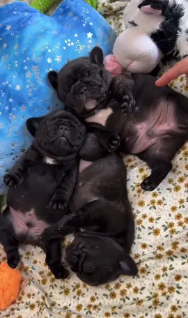 Frenchies🖤🥰🐾🐶💋 #frenchies #frenchiesoftiktok #frenchie #frenchiepuppy #frenchielife #frenchiepuppies #frenchielove #frenchiebabyy #frenchiebulldog #frenchbulldog #frenchbulldogs #frenchbulldogpuppy #frenchbulldogs #frenchbulldogsoftiktok #frenchbulldogpuppies #frenchbulldoglife #frenchbull #teacuppuppies #viral #viralvideo #viraltiktok #viral_video #trending #trend #trendingvideo #trendingsong #cute #think #question #dog #puppy #baby #wow #omg #usa #usa_tiktok #usa🇺🇸 #worldwide 