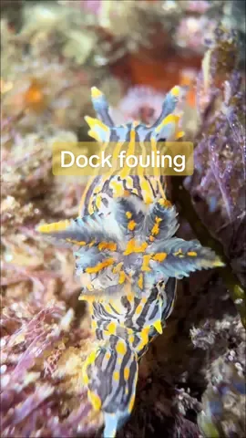 Wait until you see the sea slugs!! 🤓  #seaslug #nudibranch #skeletonshrimp #nudibranchnerd #caprellid #creepy #dockfouling #dock 