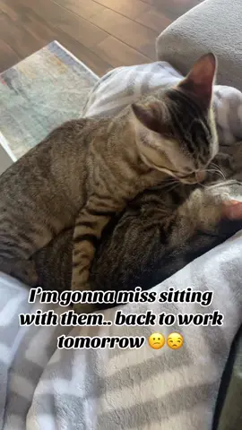 I’m definitely gonna miss sitting with my sweet babies! They love to curl up for a cat nap. #backtowork #nomorenaps #catnap #kittensoftiktok #mysweetbabies #millyandeinstein #theycalmmybrain 