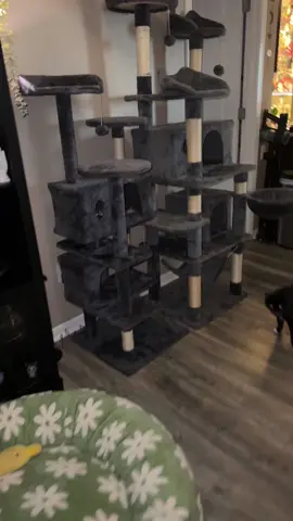 Making them a cat forest not just a cat tree ♥️ #foryoupage 