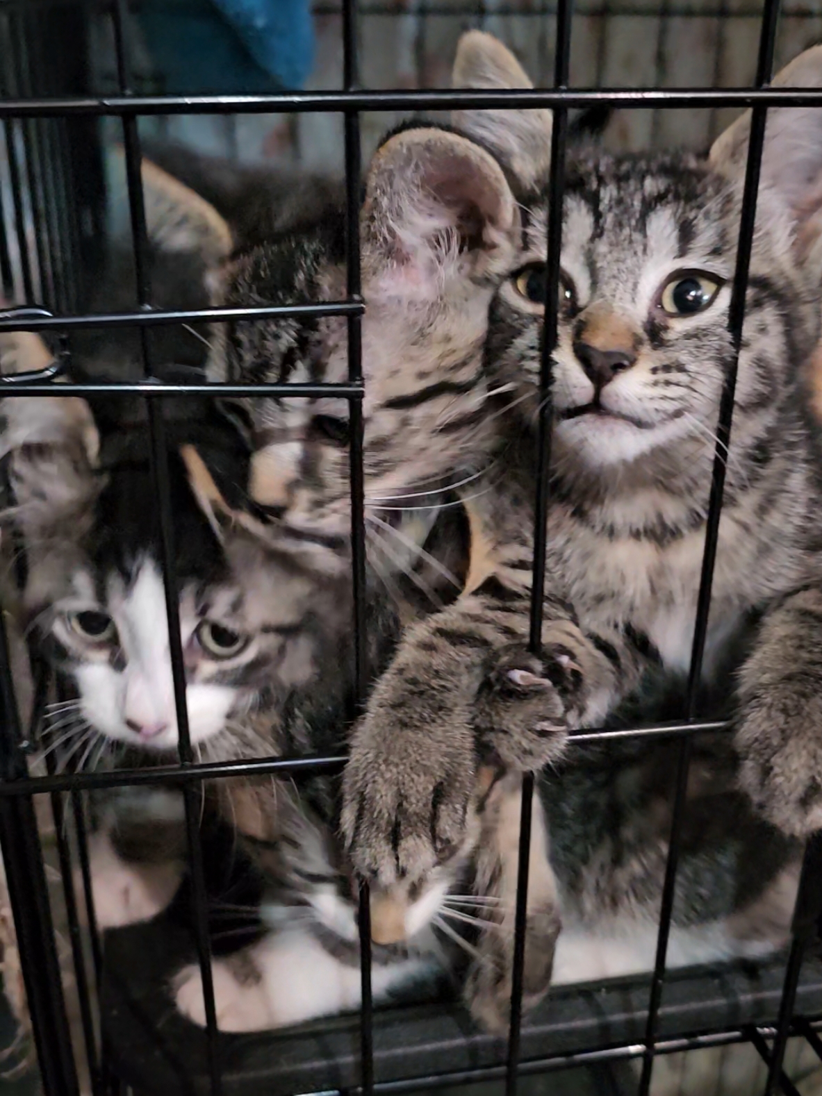 Our four latest foster kittens should be ready for adoption in a few days. 🥳 #fosterkittens #kittens 