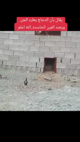 يقال بأن الدجاج يطرد الجن ويصد العين الحاسده هاذا والله اعلم #الدجاج 