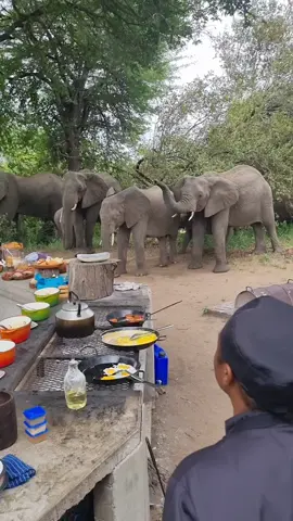 Is there a better way to have breakfast while looking at elephants?🤩   __________________ @rockfig_safari_lodge @timbavati_pnr @big_on_wild @capturethewild  @wildestafrica @wildlifeofsa @pix_guru @this.is.us.photography @natgeowild  @igs_africa @discoverwildlife @wildlife.hd @wildonplanet @wildestofficial @elephantsofworld @96elephants @animalpolis @splendid_animals @africa_nature @elephantsotworld @reels_wildlife #rockfigsafarilodge #timbavati #gamedrive #luxurylodge #luxurysafari #wildlifephotography #amateurphotography #canonphotography #canonsouthafrica #thisisusphotography #thisisafrica   #wildestafrica #elephants #elephantsofinstagram #loxodontaafricana #big5 #africanamazing #marvelous_animals #visualsofearth #africageophoto #wildplanetphotomag #majestic_wildlife_ 