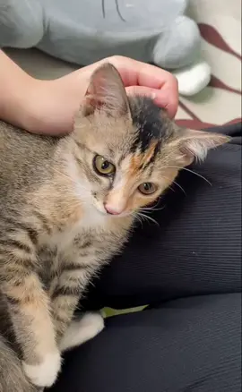 #cat 🥰