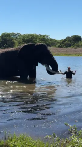 Can you imagine anything better than spending time in the water with this HUGE bull elephant - Mak!? 🐘🙌🏻 #elephant #swimming #water #animals #africa #ivancarter #tiktok #wow #amazing #reels #safari #conservation #saveanimals #zimbabwe 