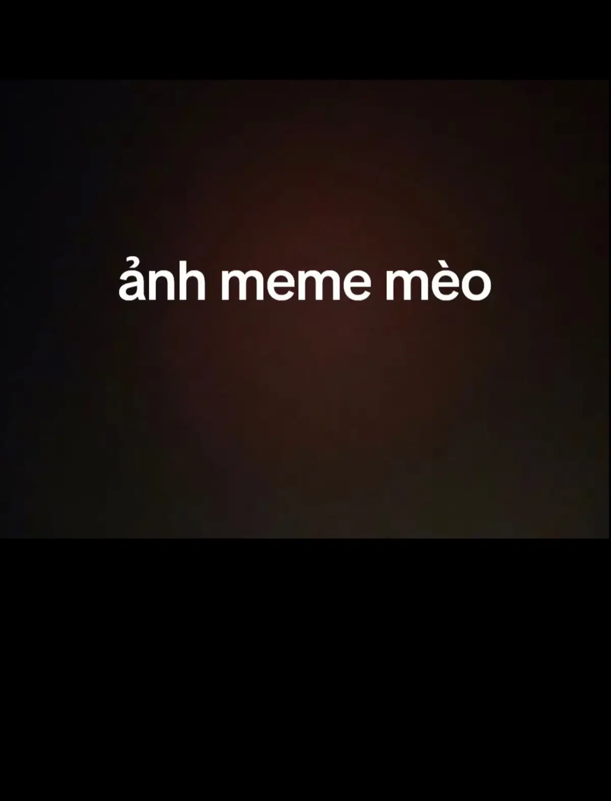 Ảnh mèo cực đẹp  #xuhuong #xuhuongtiktok #meme #haihuoc #anh #meow