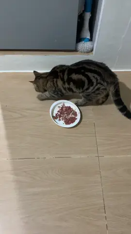 คนเทเปียกให้ร้องไห้แล้ว 🥹🥹#VoiceEffects #cat #catsoftiktok #cute #cutecat 