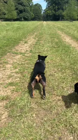 Rapid 💨 #dachshund #dog #dogsoftiktok 
