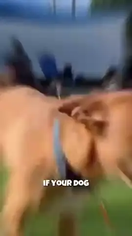 #doghealth #dogsoftiktok 