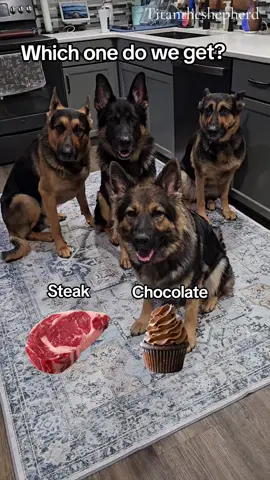 #titantheshepherd #Titanfamily #titanfurteam 